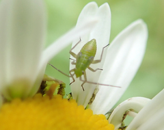 Miridae