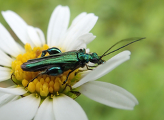 Oedemera nobilis
