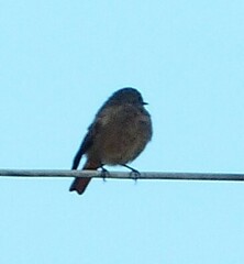 Phoenicurus ochruros