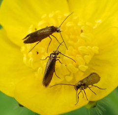 Micropterix calthella