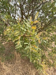 Pistacia atlantica