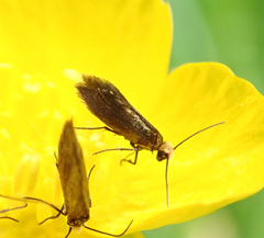 Micropterix calthella