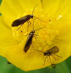 Micropterix calthella