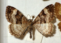 Xanthorhoe biriviata