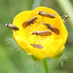 Micropterix calthella