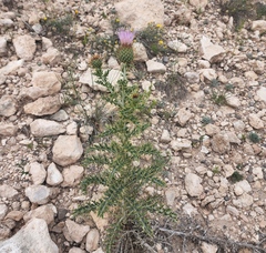 Cirsium ochrocentrum