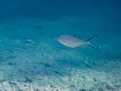 Trachinotus ovatus