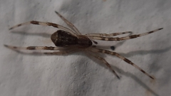 Episinus