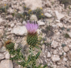 Cirsium ochrocentrum