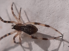 Episinus