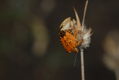 Carpocoris pudicus