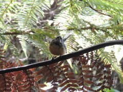 Rhipidura fuliginosa