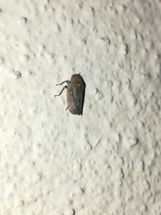 Negosiana dualis