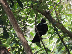 Prosthemadera novaeseelandiae