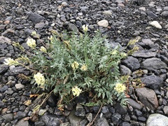 Oxytropis campestris