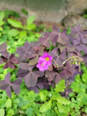 Oxalis latifolia