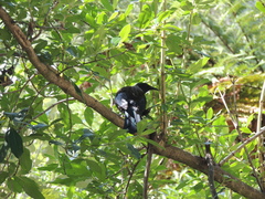 Prosthemadera novaeseelandiae