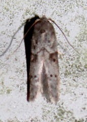 Blastobasis glandulella