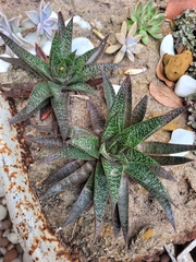 × Gasteraloe