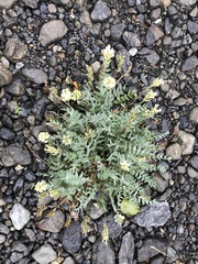 Oxytropis campestris