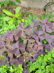 Oxalis latifolia