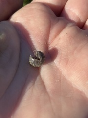 Armadillidium vulgare