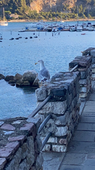 Larus michahellis