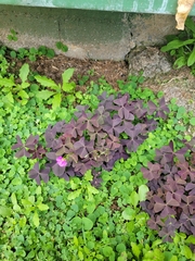 Oxalis latifolia