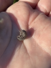 Armadillidium vulgare