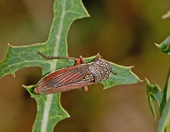 Cuerna costalis