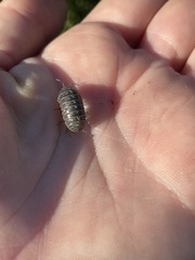 Armadillidium vulgare
