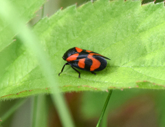 Cercopis vulnerata