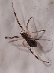 Episinus