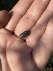 Armadillidium vulgare
