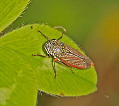 Cuerna costalis