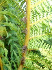 Scolypopa australis
