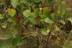 Aronia mitschurinii