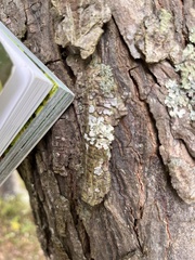 Lecanora thysanophora