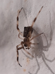 Episinus