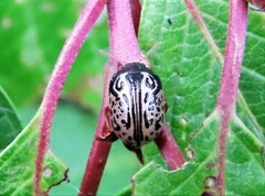 Calligrapha multipunctata