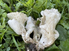Pleurotaceae