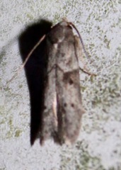 Blastobasis glandulella