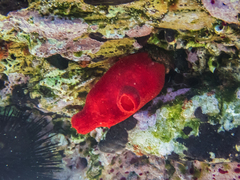 Halocynthia papillosa