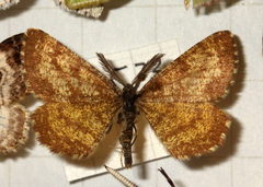Ematurga atomaria