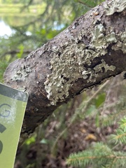 Punctelia caseana