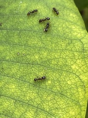Tetramorium immigrans