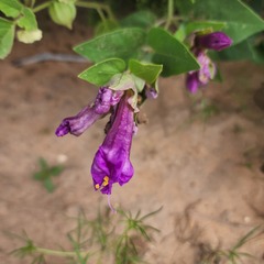 Mirabilis multiflora