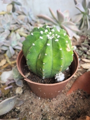 Echinopsis