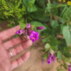 Mirabilis multiflora