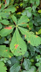Aesculus hippocastanum
